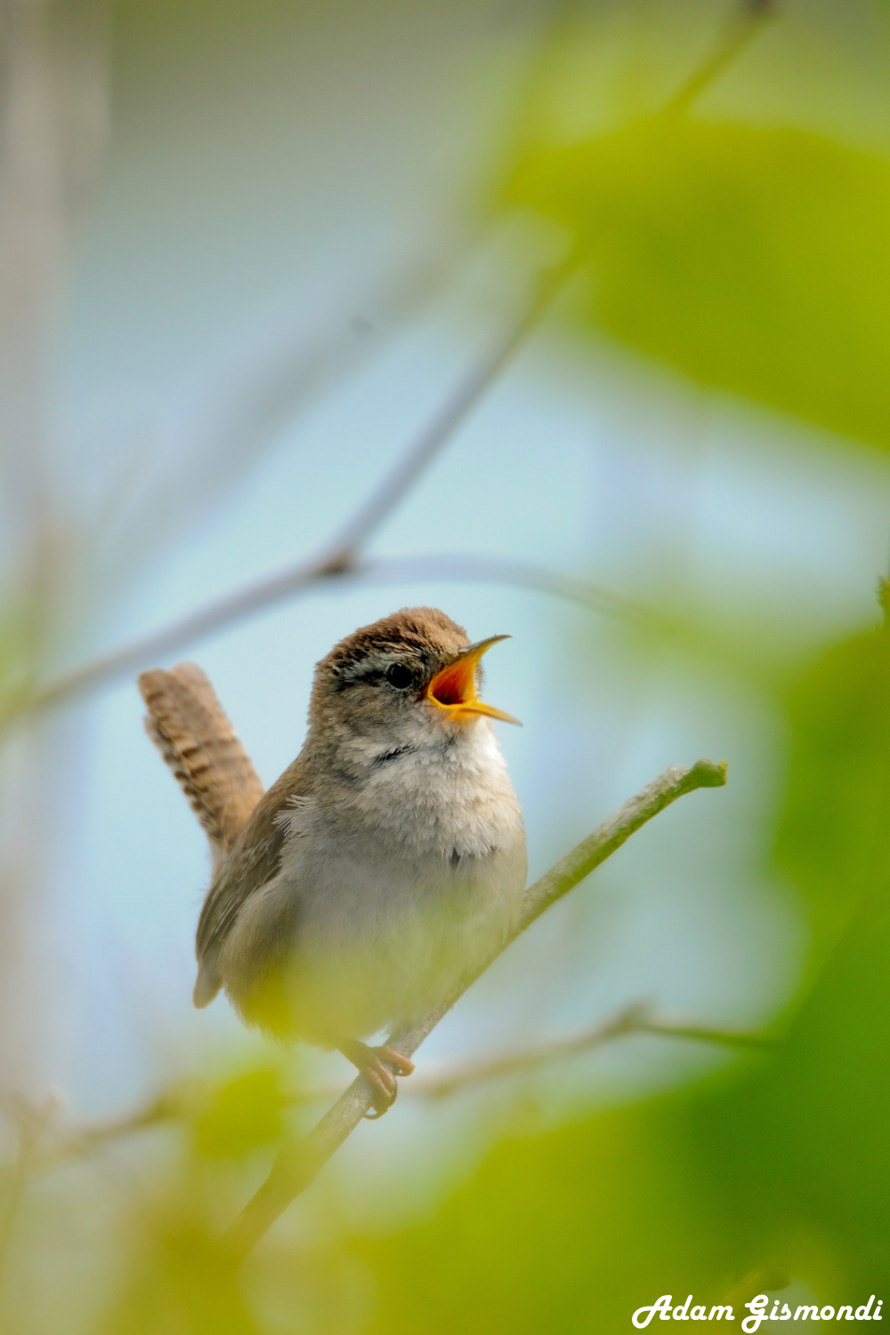 Wildlife 1